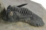 Spiny Walliserops Hammi Trilobite With Hollardops & Morocops #355819-9